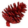Floristik24 Black pine cones red 50pcs