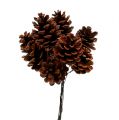 Floristik24 Black pine cones waxed wired 200pcs