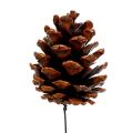 Floristik24 Black pine cones waxed wired 200pcs