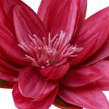 Floristik24 Floating water lily artificial table decoration fuchsia Ø15cm