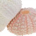 Floristik24 Maritime decoration sea urchin housing pink, white sprinkles 55 pieces