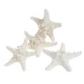 Floristik24 Starfish 9cm - 11cm white 20p