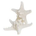 Floristik24 Starfish 9cm - 11cm white 20p
