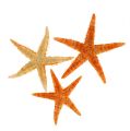 Floristik24 Starfish dried 8cm - 10cm 10p