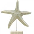 Floristik24 Starfish made of wood, decorative sculpture maritime, sea decoration natural colors, white H28cm