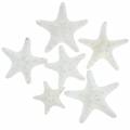 Floristik24 Knobs starfish white 30pcs