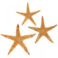 Floristik24 Starfish scatter decoration home deco mini starfish nature 2-4cm 50p
