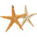 Floristik24 Starfish scatter decoration home deco mini starfish nature 2-4cm 50p