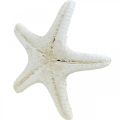 Floristik24 Starfish decoration white, dried starfish for handicrafts 7-11cm 15p