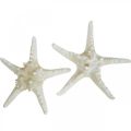 Deco starfish large dried white knobbed starfish 19-26cm 5pcs