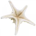 Deco starfish large dried white knobbed starfish 19-26cm 5pcs