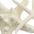 Floristik24 Starfish cream 8cm - 10cm 8pcs