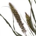 Dried Flowers Setaria Anthracite Natural Bristle Millet Bunch 100g | Floristik24.ie