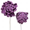 Floristik24 Flowers on wire dark purple 8cm 12pcs