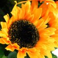 Floristik24 Sunflower bush 40cm