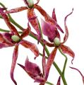 Floristik24 Spider orchids pink-orange 108cm 3pcs