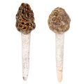 Floristik24 Artificial morel mushroom decorative stake for plant pots and table, 13cm, 2 pieces