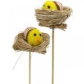 Floristik24 Decorative plug chicks in the nest Easter decoration for plugging Ø6cm 6 pieces