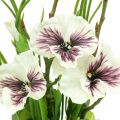Floristik24 Pansy with moss ball white 31cm