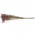 Floristik24 Statice, Sea Lavender, Dried Flower, Wildflower Bunch Pink L52cm 23g