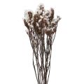 Floristik24 Beach Lilac White Limonium Dried Flowers 60cm 35g