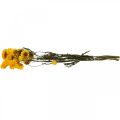 Floristik24 Dried Flower Yellow Straw Flower Helichrysum Dry Decoration Bunch 50cm 45g