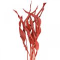 Strelitzia leaves red frosted dry floristics 45-80cm 10p