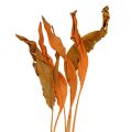 Floristik24 Strelitzia leaves orange 120cm 20p