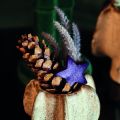 Strobus cones 10-15cm varnished 100 pcs | Floristik24.ie