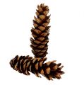 Floristik24 Strobus cones 20 - 25cm painted 50 pcs