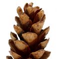 Strobus cones 20 - 25cm painted 50 pcs | Floristik24.ie