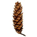 Strobus cones 20 - 25cm painted 50 pcs | Floristik24.ie