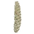 Floristik24 Strobus cones as natural decoration 15cm - 20cm green 50pcs