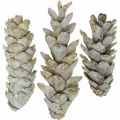 Floristik24 Strobus cones, Christmas, Advent decoration, Weymouth cones natural, golden L9–14cm 20pcs