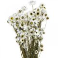 Floristik24 Acroclinium White, Dry Plants, Helichrysum, Dry Flowers L20–40cm 25g