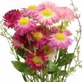 Floristik24 Rhodanthe pink-pink, silk flowers, artificial plant, bunch of straw flowers L46cm