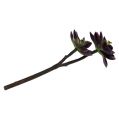 Floristik24 Succulent plant dark purple-gray Ø7cm, Ø10cm H30cm