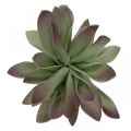 Floristik24 Succulent green, bordeaux 10cm 12pcs