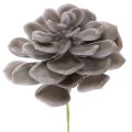Floristik24 Artificial succulent wax flowers decoration 10cm 6pcs