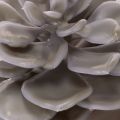 Artificial succulent wax flowers decoration 10cm 6pcs | Floristik24.ie