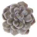 Artificial succulent wax
