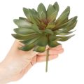 Artificial succulent as a decorative plant, green, 18cm, 3 pieces | Floristik24.ie