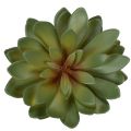 Artificial succulent as a decorative plant, green, 18cm, 3 pieces | Floristik24.ie