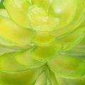 Artificial succulent plant, green, for decoration in a bowl or vase, 10cm, 4 pieces | Floristik24.ie
