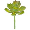 Floristik24 Artificial green succulent plant as decoration for creative arrangements