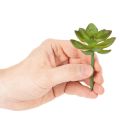 Artificial green succulent plant as decoration for creative arrangements | Floristik24.ie