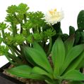 Floristik24 Succulents in a wooden box H14cm 1p