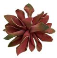 Floristik24 Succulents dark red Ø10cm 12pcs
