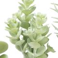 Floristik24 Succulents Artificial Green Plant Green Assorted 9-18.5cm 4pcs