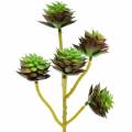 Floristik24 Succulent pick green / brown 35.5cm